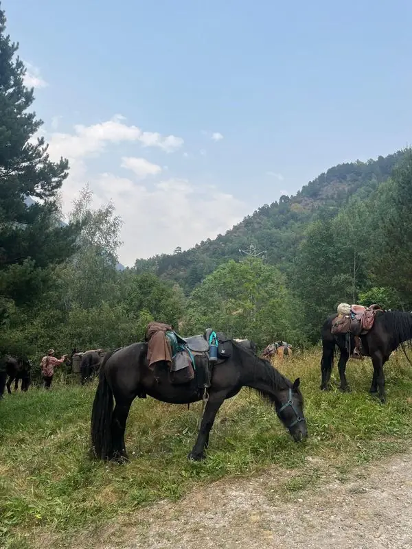 Horses with saddles grazing at the edge of a forest